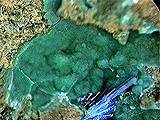 A photo of the mineral cornubite